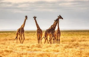 dlaczego warto jechać do Kenii